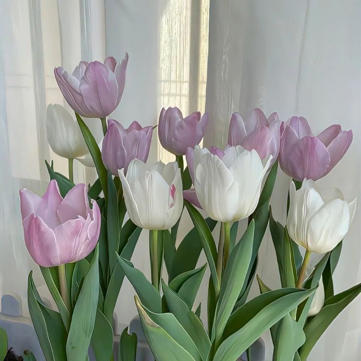 Ý nghĩa hoa tulip